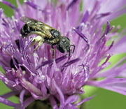 Bees